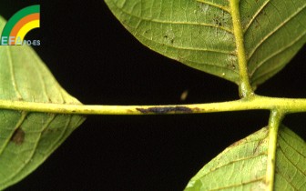 Gnomonia Leptostyla - Síntomas sobre peciolo.jpg